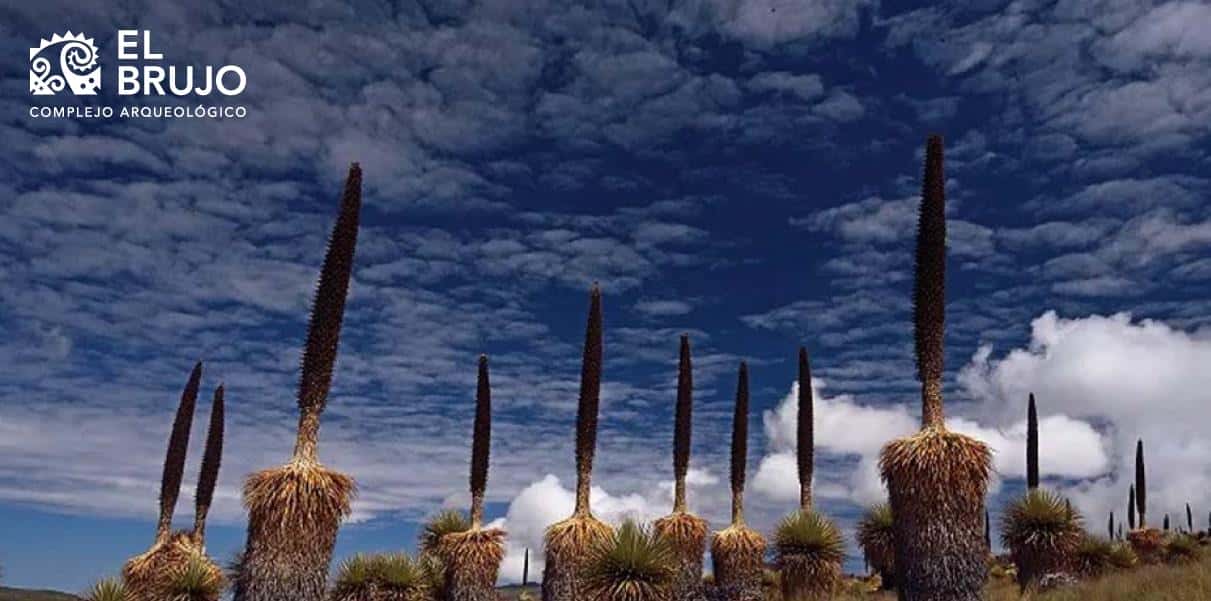 Santuario Nacional de Calipuy